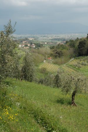 Carmignano_A005