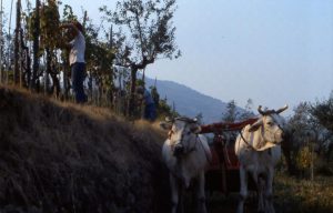 buoi_alla vendemmia_1024x655