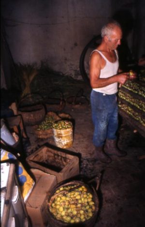 fichi_lavorazioni in interno_491x768