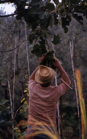 fichi_uomo che raccoglie dall'albero_480x768