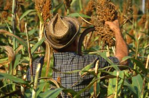 lavoro_contadino nel campo_1024x680