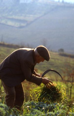 lavoro_falciatura dei prati 2_491x768