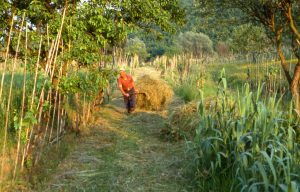 lavoro_il riporto fase nel campo_1024x655