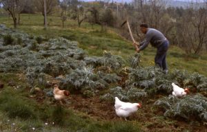 lavoro_zappatura con galline_1024x655