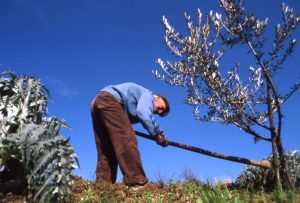 lavoro_zappatura vicino all'ulivo_1024x693