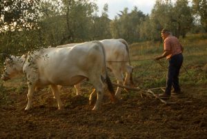 olivo_aratura fra gli ulivi omino su aratro_1024x690