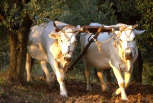 olivo_aratura fra gli ulivi vacche primopiano_1024x690