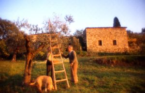 olivo_raccolta_cane e casa_1024x655