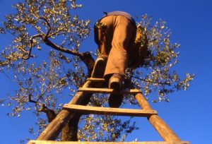 olivo_raccolta_contadino che sale su albero_1024x695