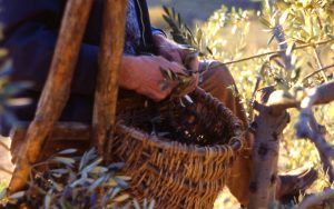 olivo_sull'albero con bruscola primo piano_1024x642