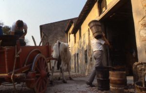 vendemmia_consegna cesti di plastica_1024x655