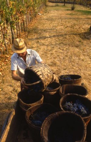 vendemmia_dal cesto al cestello_491x768