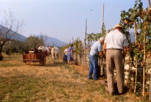 vendemmia_raccolta da filare_1024x693