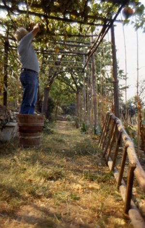 vendemmia_raccolta da pergolato_491x768