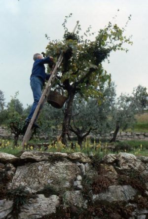 vendemmia_raccolta da viti alto fusto_519x768