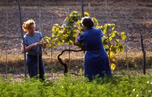 vendemmia_raccolta da viti_1024x655