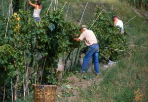 vendemmia_raccolta trai filari2_1024x705