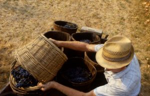 vendemmia_svuotatura canestri sul carro 2_1024x655