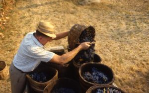 vendemmia_svuotatura canestri sul carro_1024x638