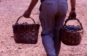 vendemmia_trasporto cesti_1024x655