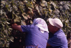 vendemmia_una coppia al lavoro_1024x699