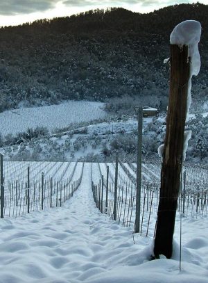 Vigna neve Verticale