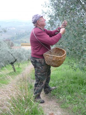 Attilio mentre bruca le olive, a mano