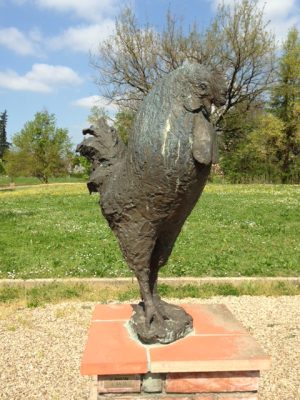 Il gallo 1981 c